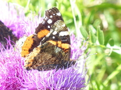 Admiral (Vanessa atalanta)