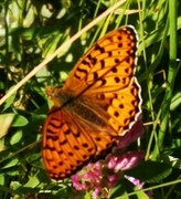 Aglajaperlemorvinge (Argynnis aglaja)