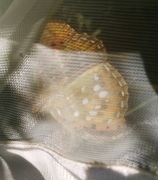 Aglajaperlemorvinge (Argynnis aglaja)