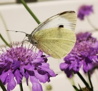 Stor kålsommerfugl (Pieris brassicae)