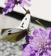 Stor kålsommerfugl (Pieris brassicae)