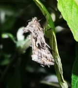 Gammafly (Autographa gamma)