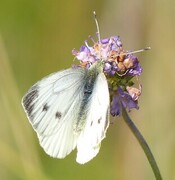 Rapssommerfugl (Pieris napi)