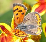 Ildgullvinge (Lycaena phlaeas)