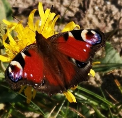 Dagpåfugløye (Aglais io)