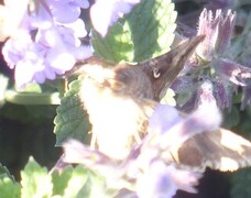 Gammafly (Autographa gamma)