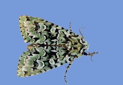 Grønt eikefly (Griposia aprilina)