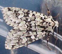 Grønt eikefly (Griposia aprilina)