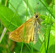 Engsmyger (Ochlodes sylvanus)