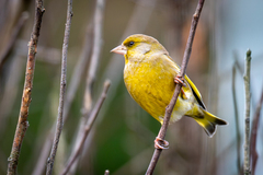 Grønnfink (Chloris chloris)