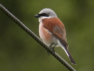 Tornskate (Lanius collurio)