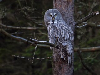 Lappugle (Strix nebulosa)