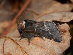 Høstspinner (Poecilocampa populi)