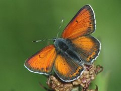 Purpurgullvinge (Lycaena hippothoe)