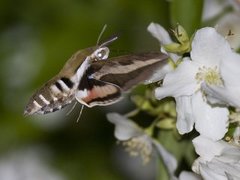 Mauresvermer (Hyles gallii)