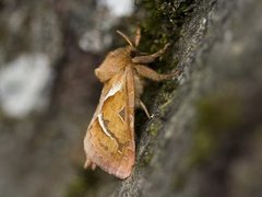 Rød roteter (Triodia sylvina)