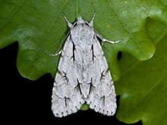 Psikveldfly (Acronicta psi)