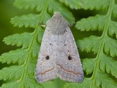 Brungrått høstfly (Agrochola lota)