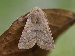 Tverrlinjet seljefly (Orthosia cerasi)