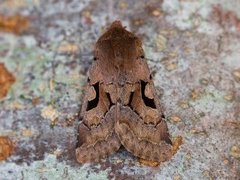 Buemerket seljefly (Orthosia gothica)