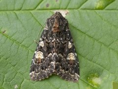 Røddusket engfly (Apamea rubrirena)