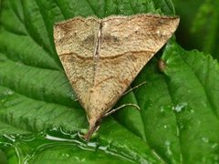 Neslenebbfly (Hypena proboscidalis)