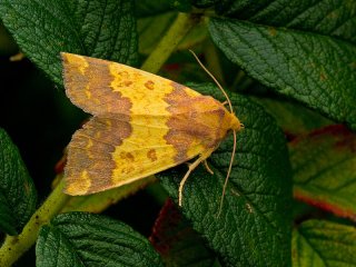 Bredbåndet gulfly (Xanthia aurago)