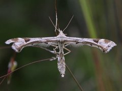 Hestehovfjærmøll (Platyptilia gonodactyla)