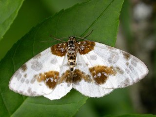 Almepraktmåler (Abraxas sylvata)