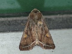 Hagelundfly (Lacanobia oleracea)