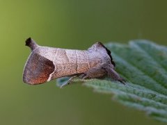 Rødflekkstjertspinner (Clostera curtula)