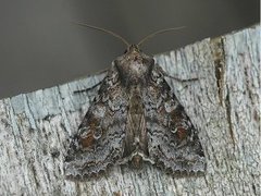 Vinkelhakefly (Polia bombycina)