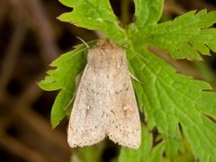 Teglrødt gressfly (Mythimna ferrago)