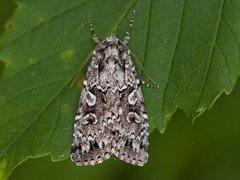 Grått taigafly (Xestia speciosa)