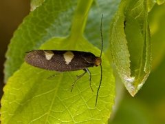 Incurvaria masculella