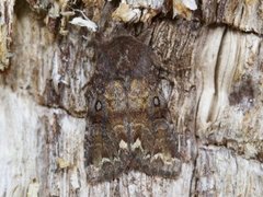 Rødt hagefly (Ceramica pisi)