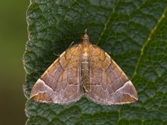 Krattbærmåler (Eulithis testata)