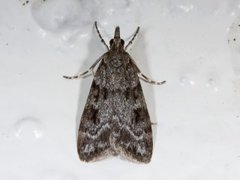 Junimosemott (Scoparia ambigualis)