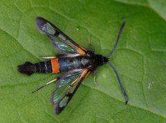 Rødflekkglassvinge (Synanthedon culiciformis)