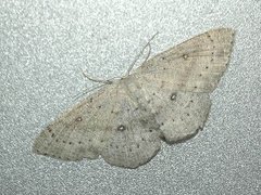 Bjørkeløvmåler (Cyclophora albipunctata)