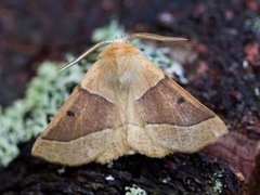 Bølgemåler (Crocallis elinguaria)