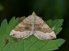 Brun bakkemåler (Scotopteryx chenopodiata)