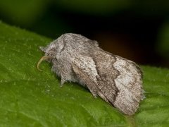 Hagtornspinner (Trichiura crataegi)