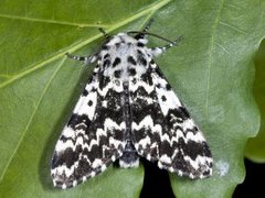 Bartremunkefly (Panthea coenobita)