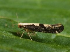 Rognebærmøll (Argyresthia conjugella)