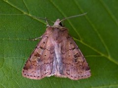 Skogteglfly (Diarsia mendica)