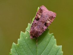 Rødfrynset teglfly (Diarsia brunnea)