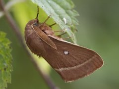 Kløverspinner (Lasiocampa trifolii)