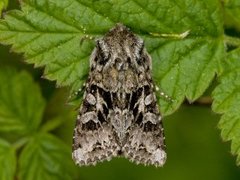 Gulflekkfly (Hada plebeja)