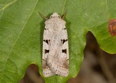 Grått kilefly (Eugnorisma glareosa)